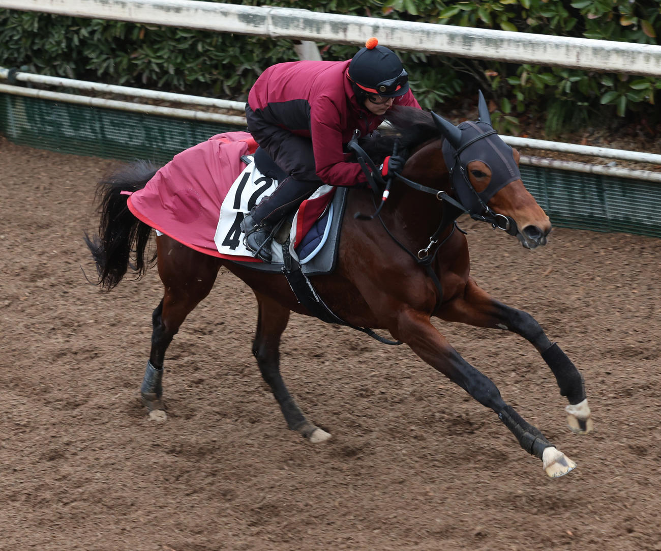 坂路で追い切るダノンティンパニー