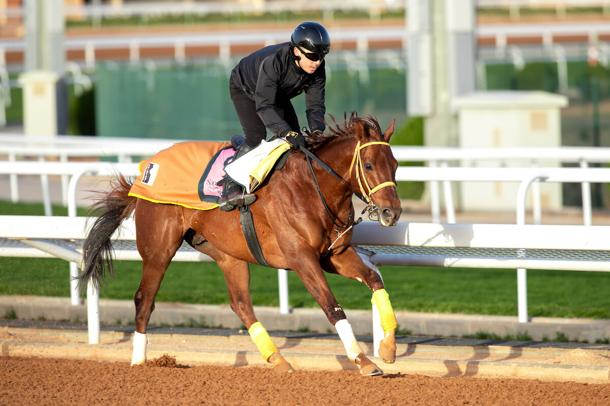 20日、競馬場で調整するリメイク（（C）Jockey Club of Saudi Arabia）