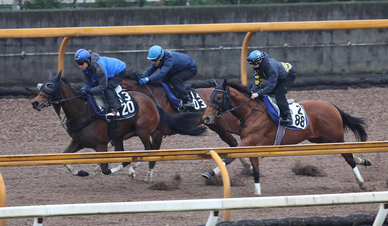 Cウッドを3頭併せで追い切るワイドラトゥール（左）（撮影・白石智彦）