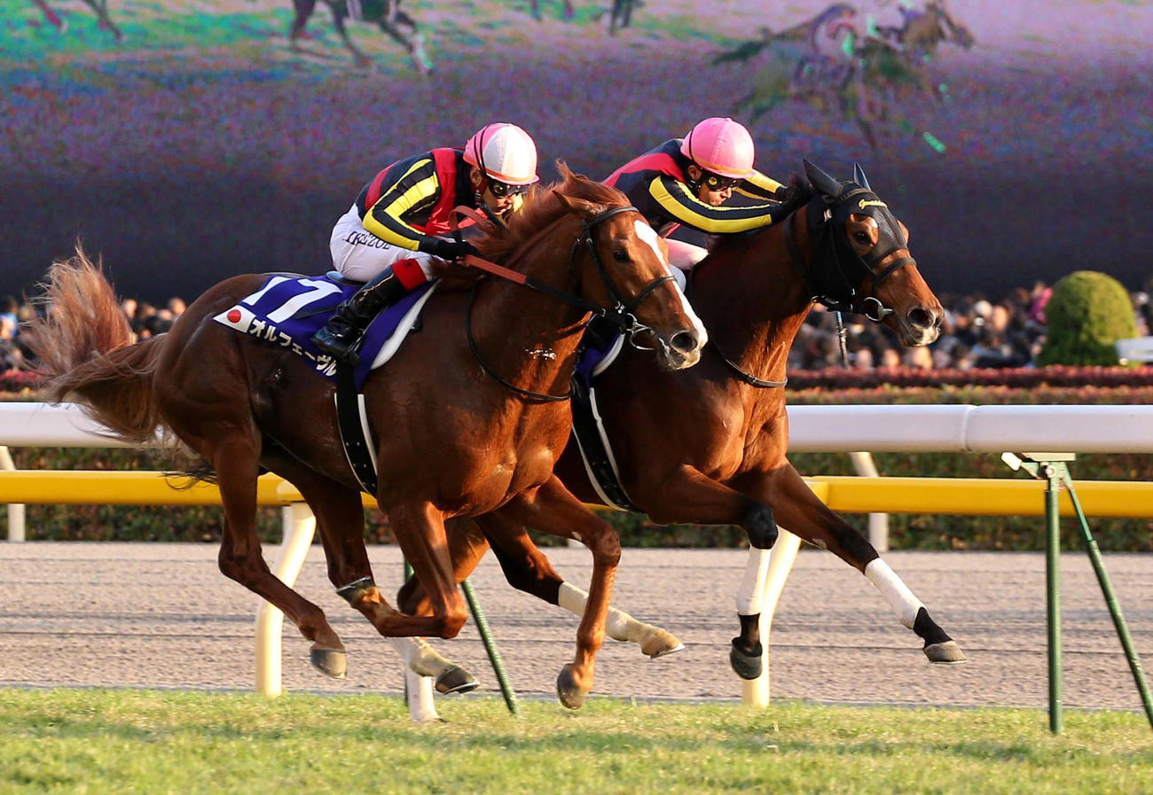 オルフェーヴル（左）とジェンティルドンナ（2012年11月撮影）