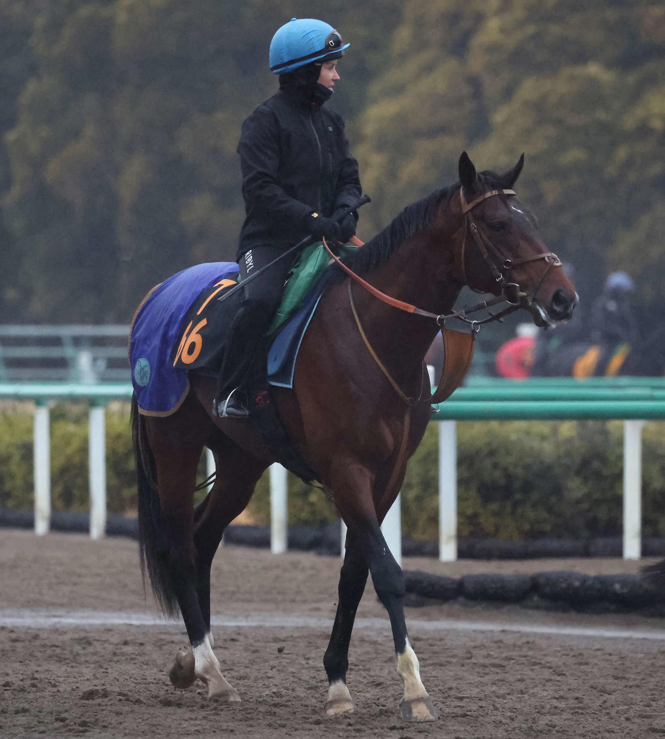 馬場へ向かうダノンエアズロックとキング騎手（撮影・丹羽敏通）