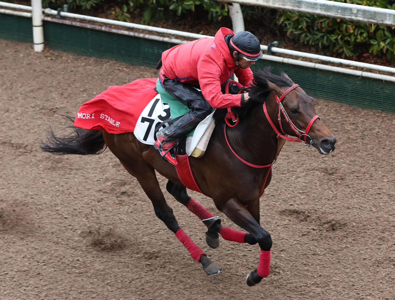 坂路を単走で追い切るデュガ（撮影・白石智彦）