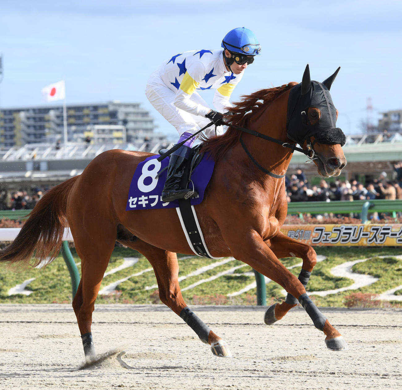 フェブラリーS、本馬場に入場したセキフウ（24年2月18日撮影）