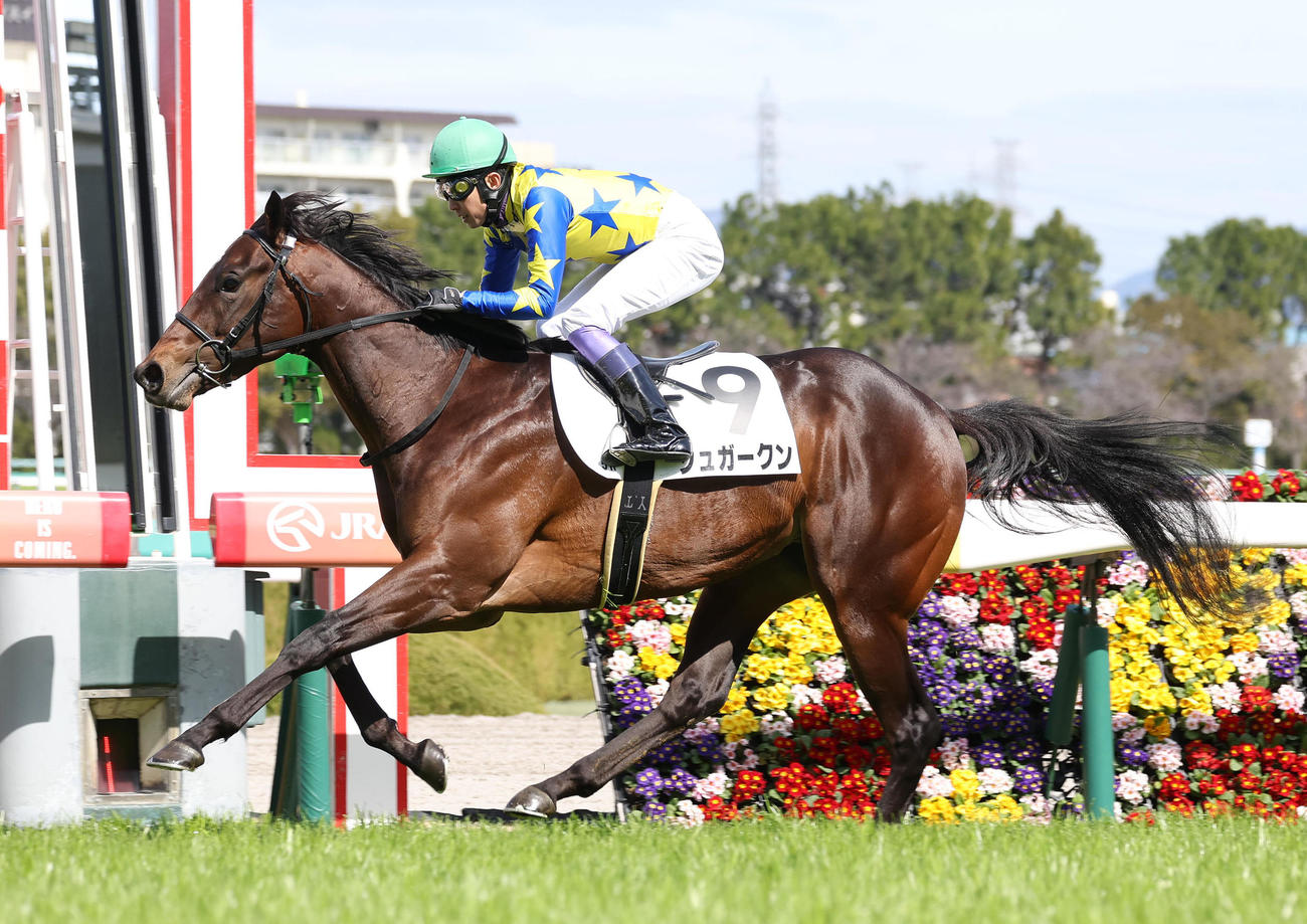 阪神5R、武豊騎手を背に3歳未勝利を勝ち上がったシュガークン（撮影・白石智彦）
