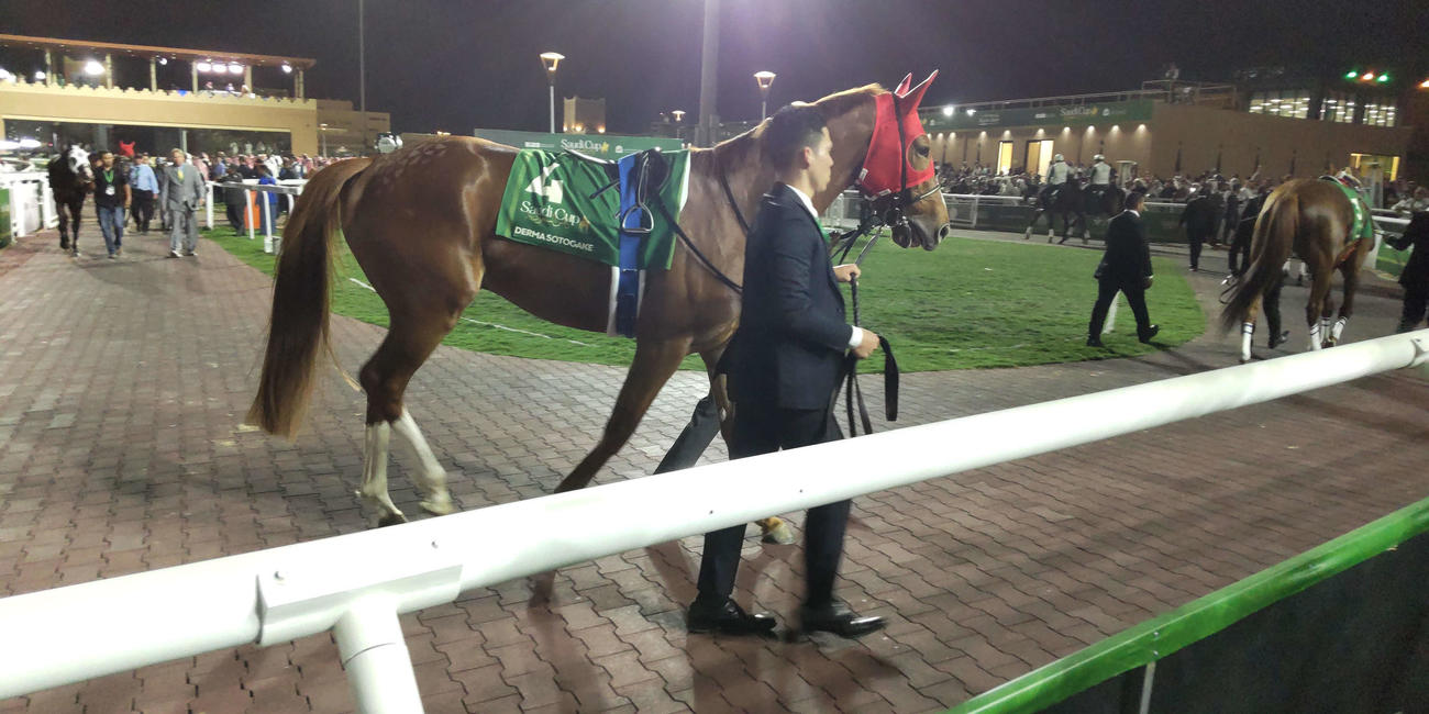 サウジCに出走したデルマソトガケ（撮影・木南友輔）