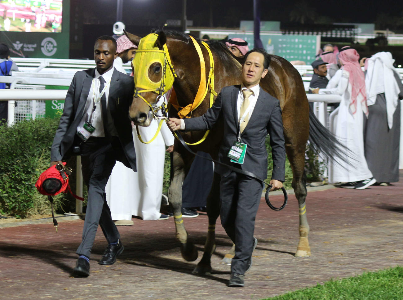 サウジCを終え、パドックで引き運動を行うウシュバテソーロ（撮影・木南友輔）