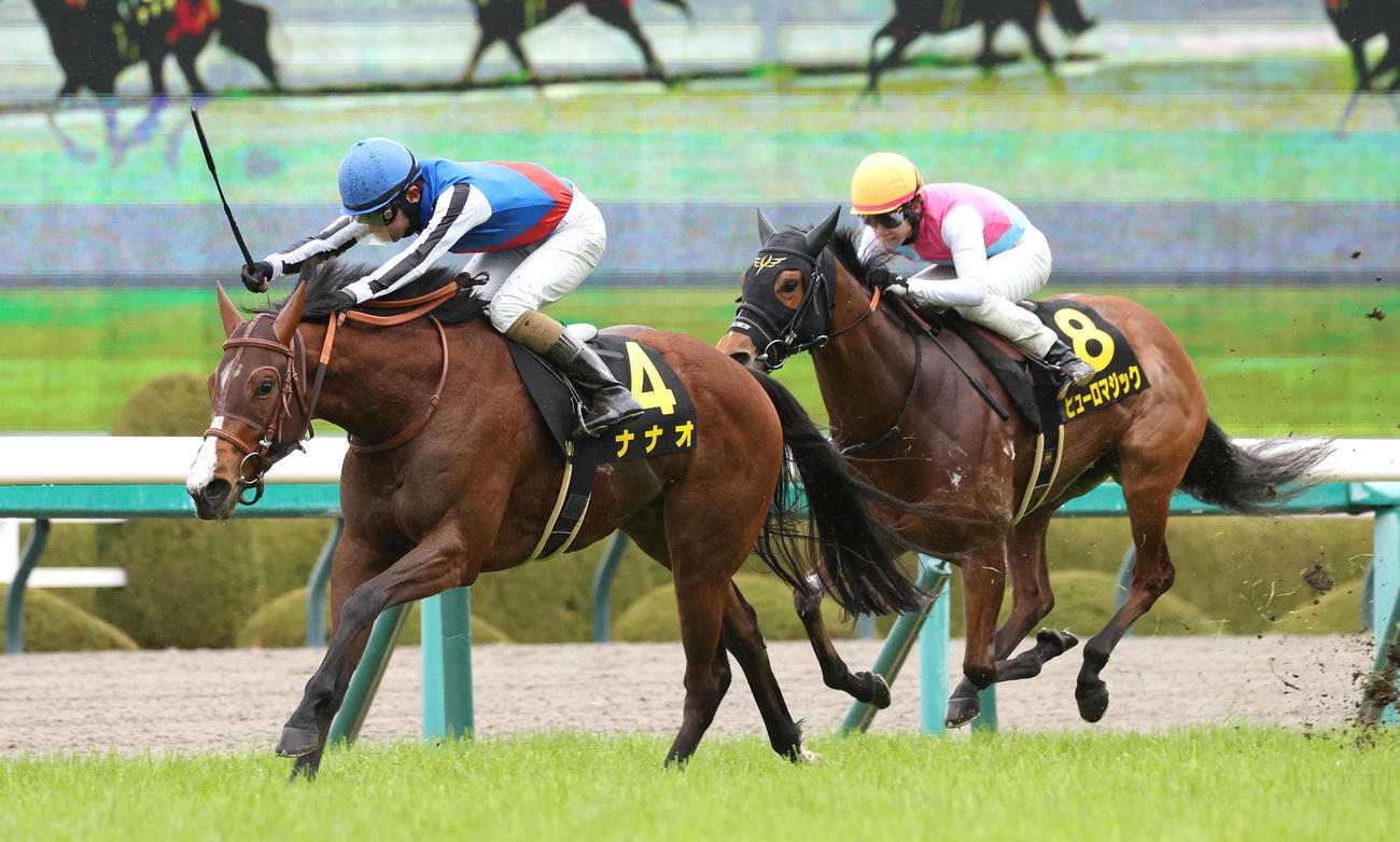 阪神10R、ピューロマジック（右）を差し切ってマーガレットSを制したナナオ（撮影・白石智彦）