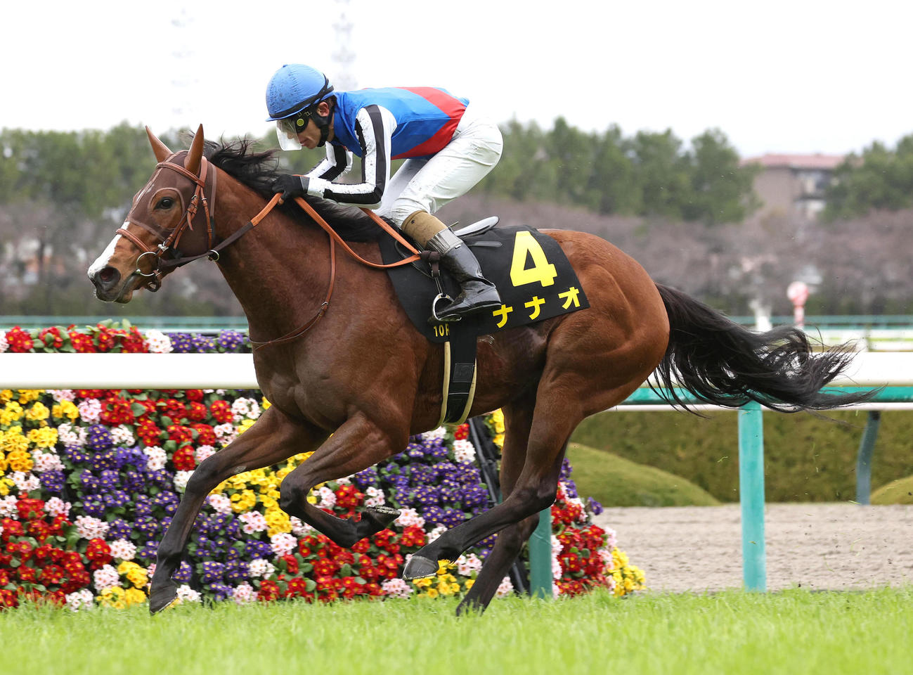阪神10R、マーガレットSを制したナナオ（撮影・白石智彦）