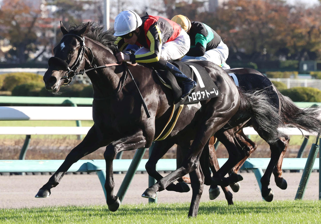葉牡丹賞を制したトロヴァトーレ（2023年12月2日撮影）