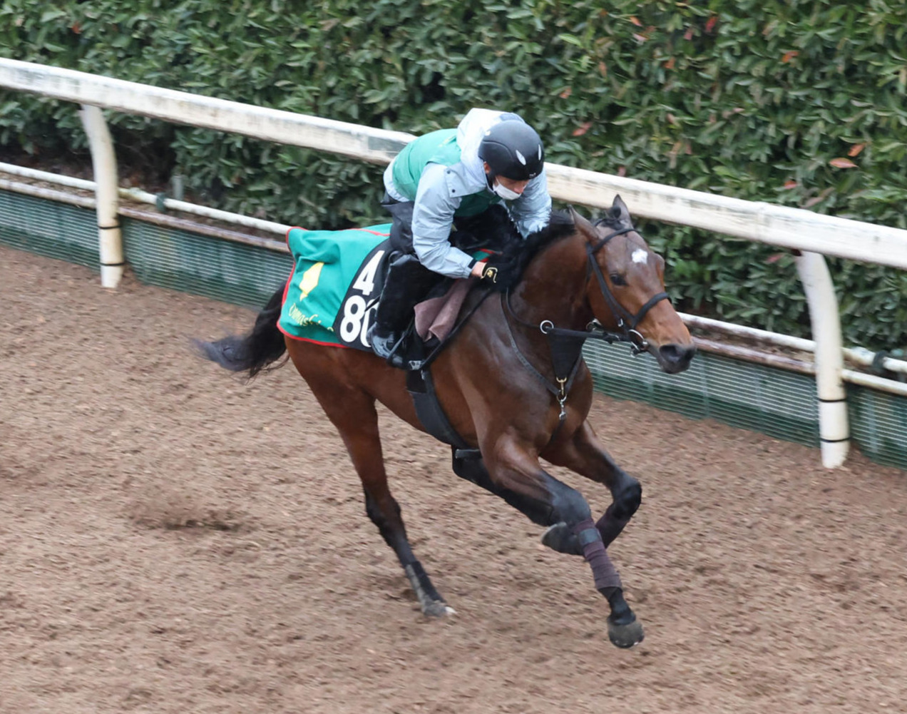 1週前追い切りを行うサンライズジパング（24年2月21日撮影）