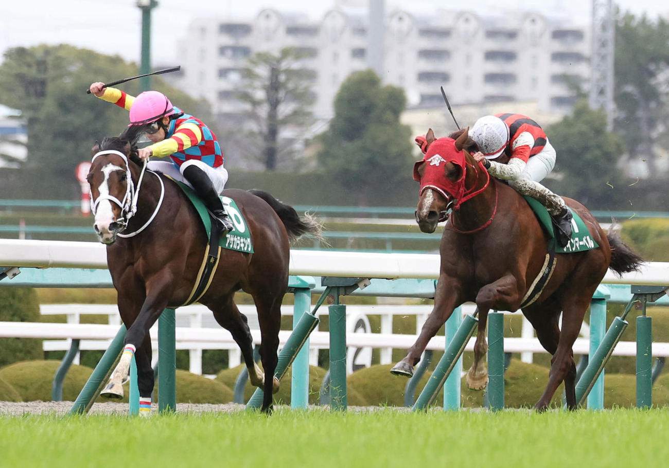 阪急杯に勝利したウインマーベル（右）。左は2着アサカラキング（2024年2月25日撮影）