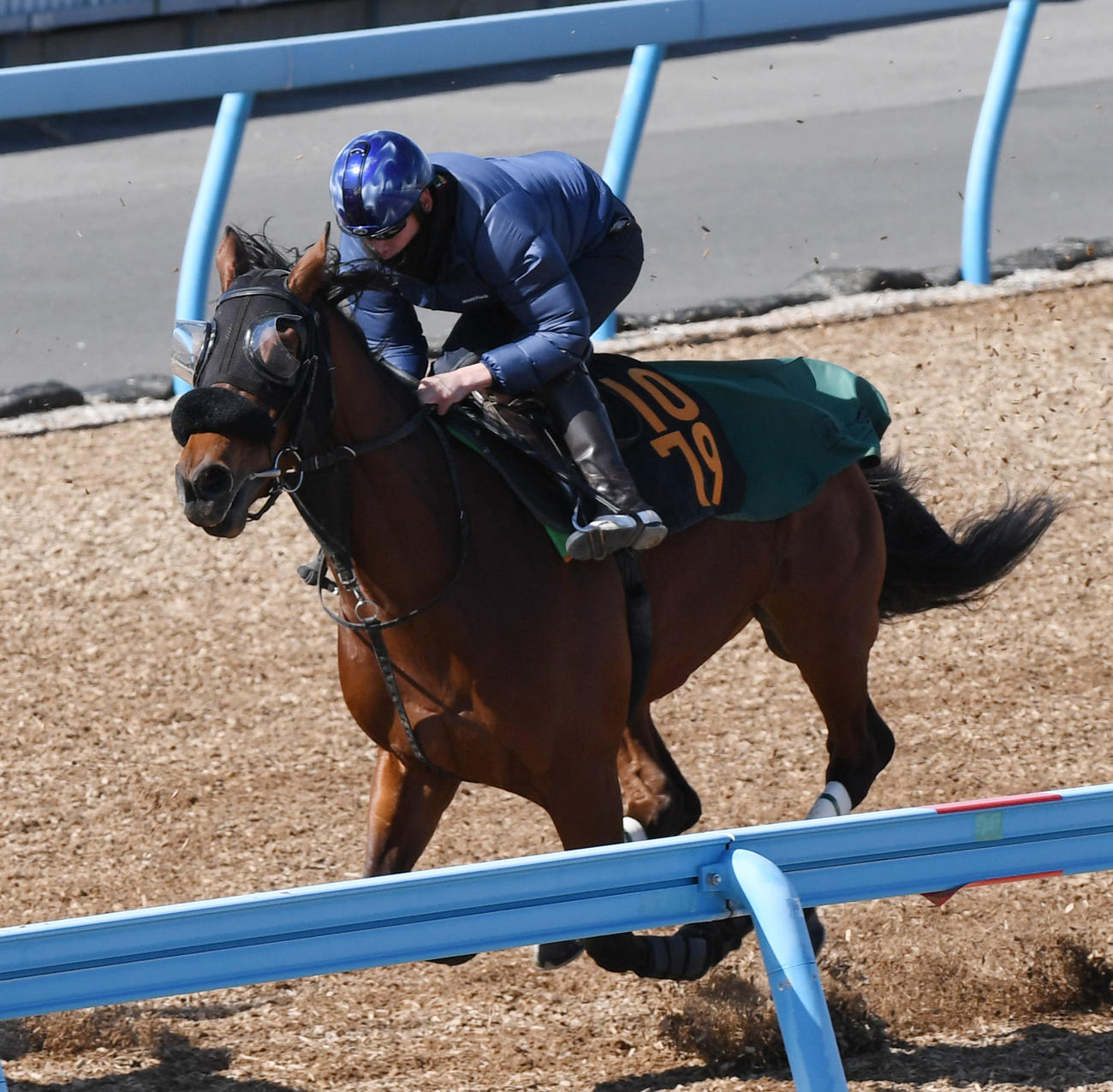 ファビュラススターはガレストロ、エルグレコと併せて追い切る（撮影・柴田隆二）