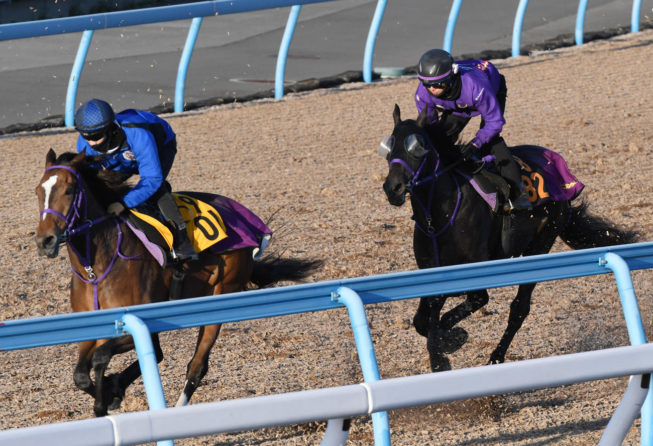 トロヴァトーレ（右）はスクルトゥーラと併せて追い切る（撮影・柴田隆二）
