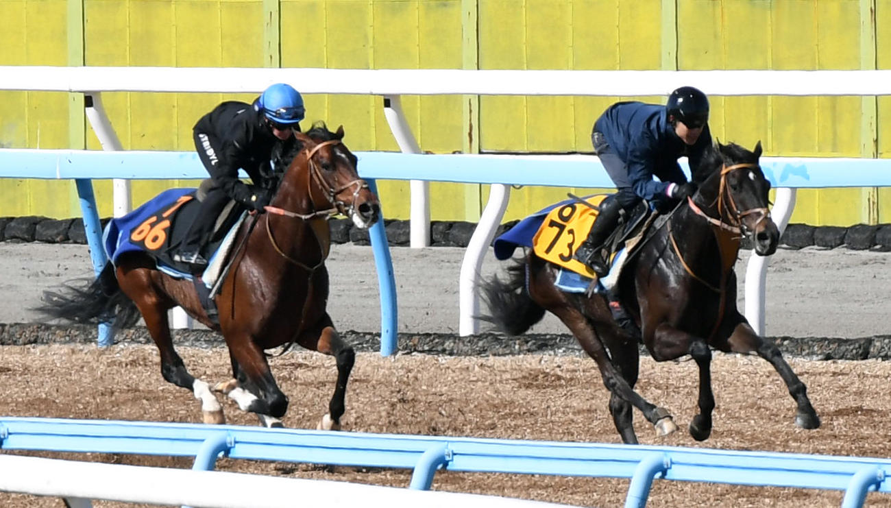 キング騎手を背にダノンエアズロック（左）はサイルーンと併せて追い切る（撮影・柴田隆二）