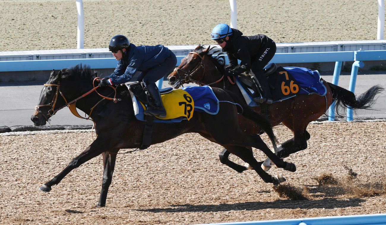 キング騎手を背にダノンエアズロック（右）はサイルーンと併せて追い切る（撮影・柴田隆二）