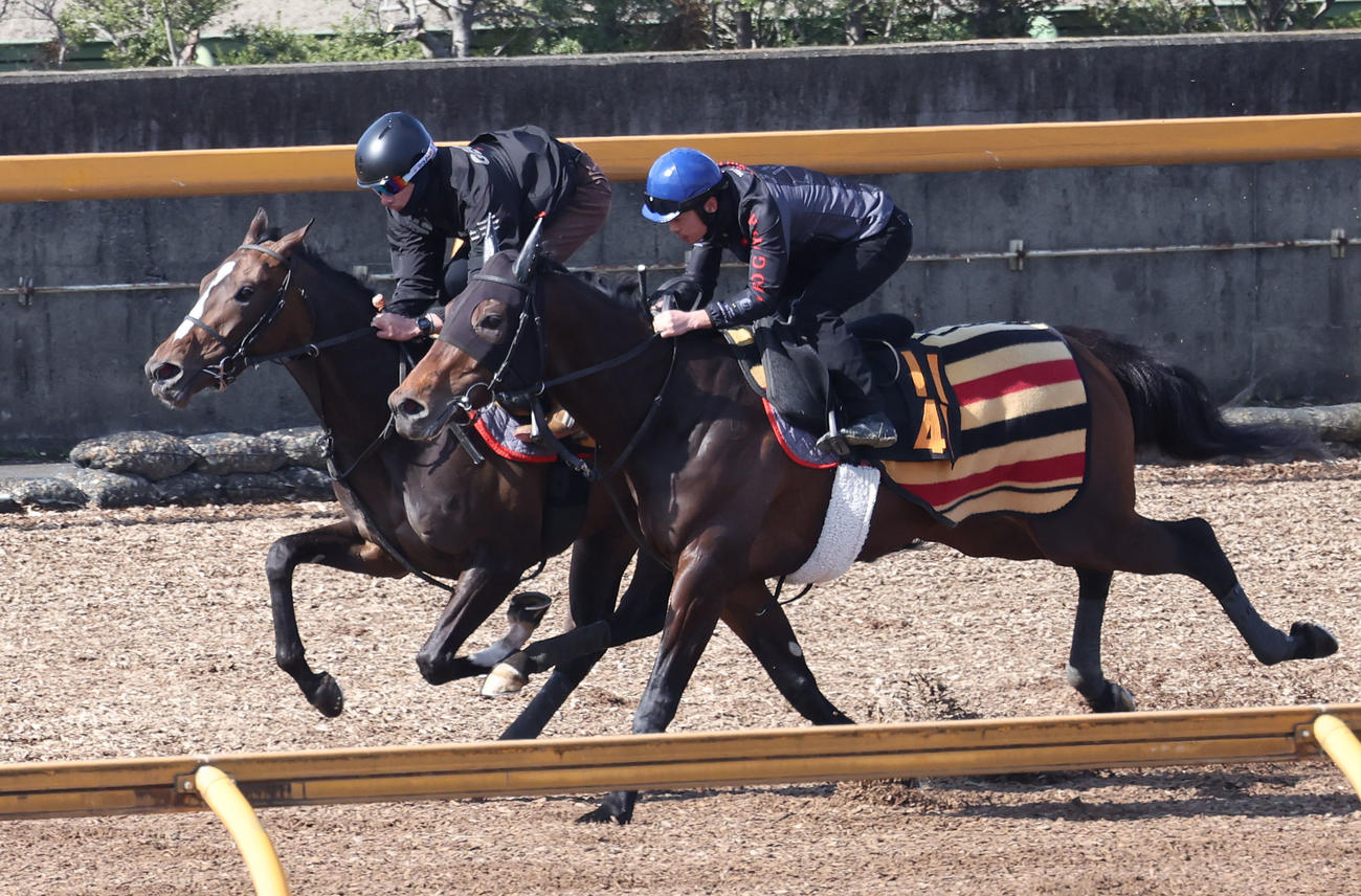 Cウッドをフランクエフェクト（右）と併せ馬で追い切るガルサブランカ（撮影・白石智彦）