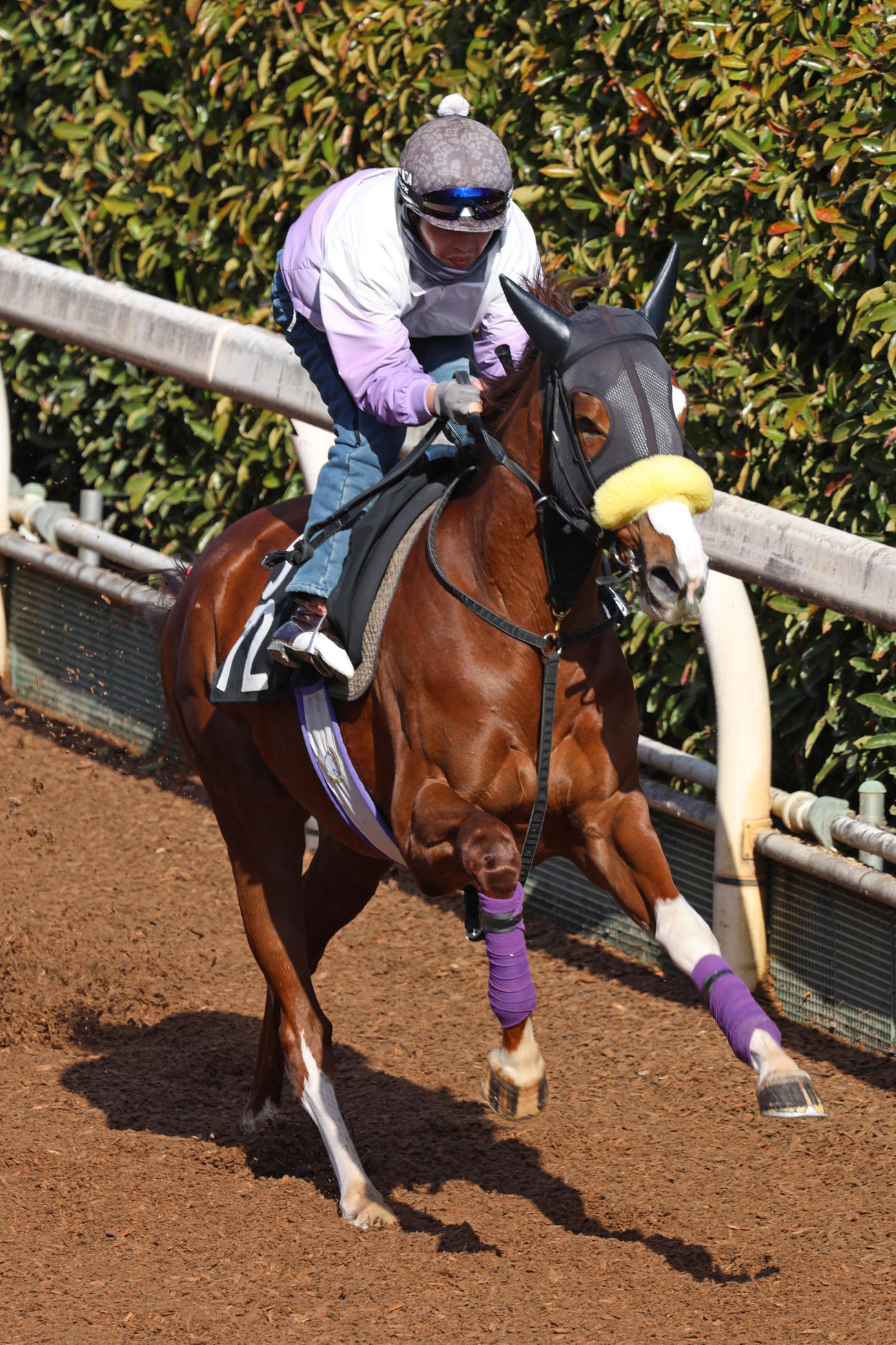 抑えきれない手応えで併せ馬に先着するスウィープフィート