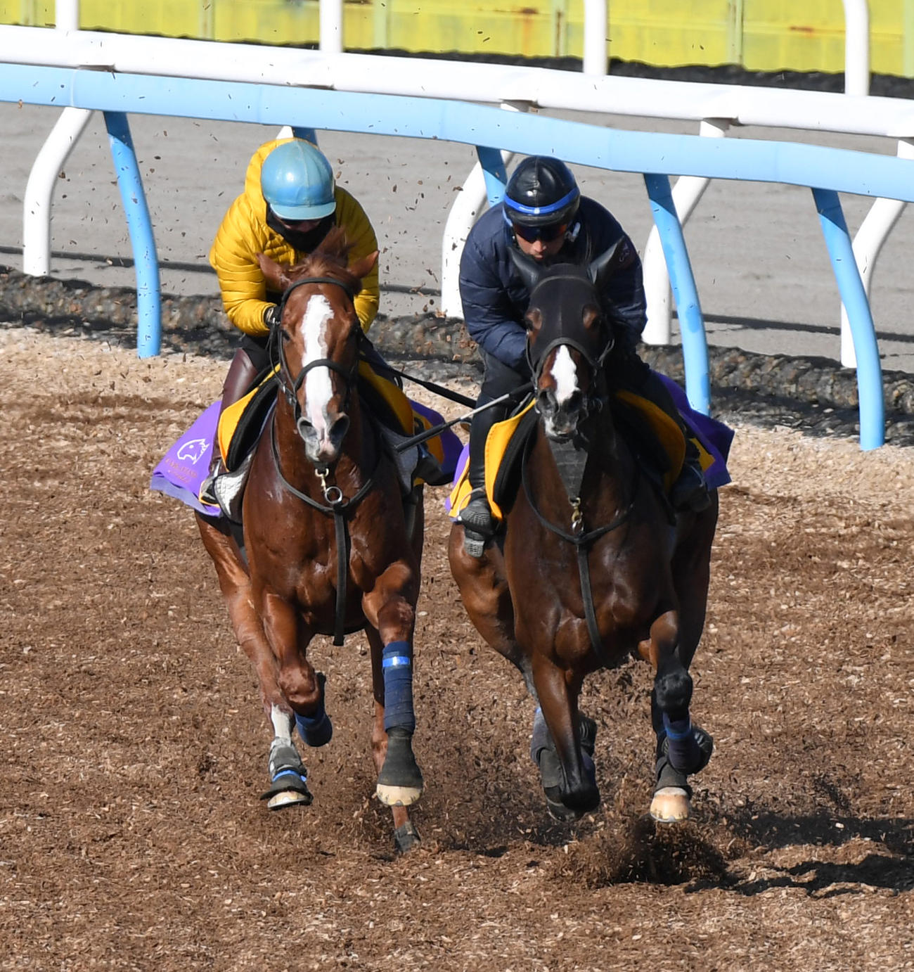 トウシンマカオ（左）はエトワールマタンと併せて追い切る（撮影・柴田隆二）
