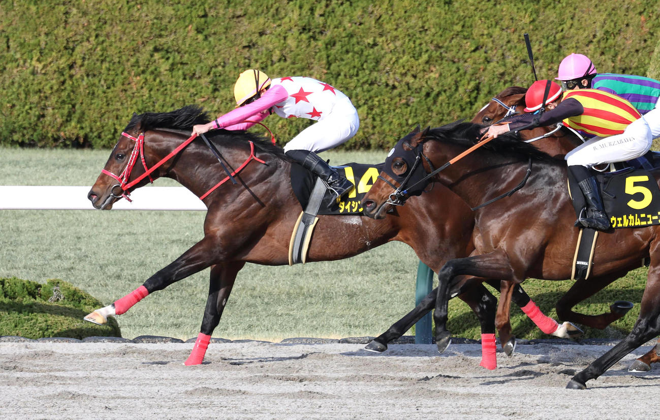 3連勝で仁川Sを制したダイシンピスケス（2024年2月24日撮影）