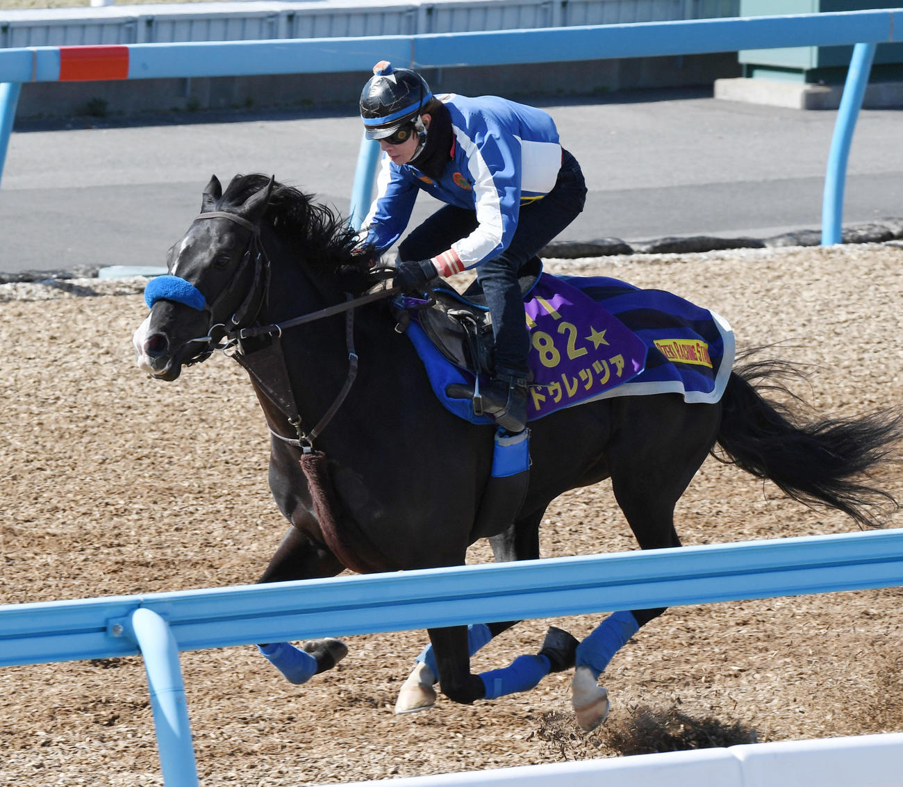 ウッドチップで追い切るドゥレッツァ（撮影・柴田隆二）