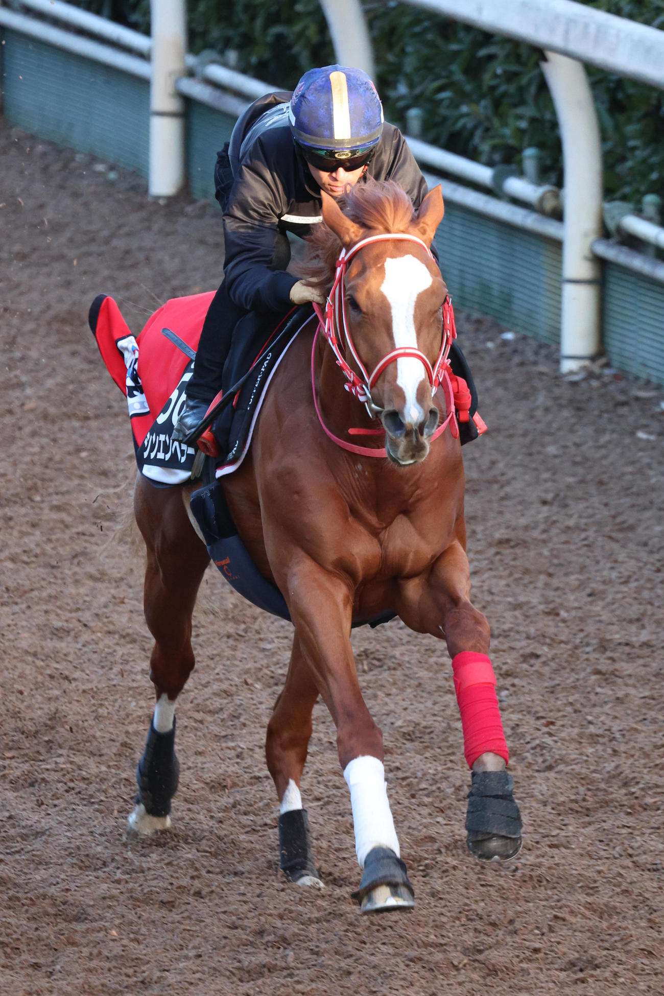 川田騎手が騎乗し、坂路を駆け上がるシンエンペラー
