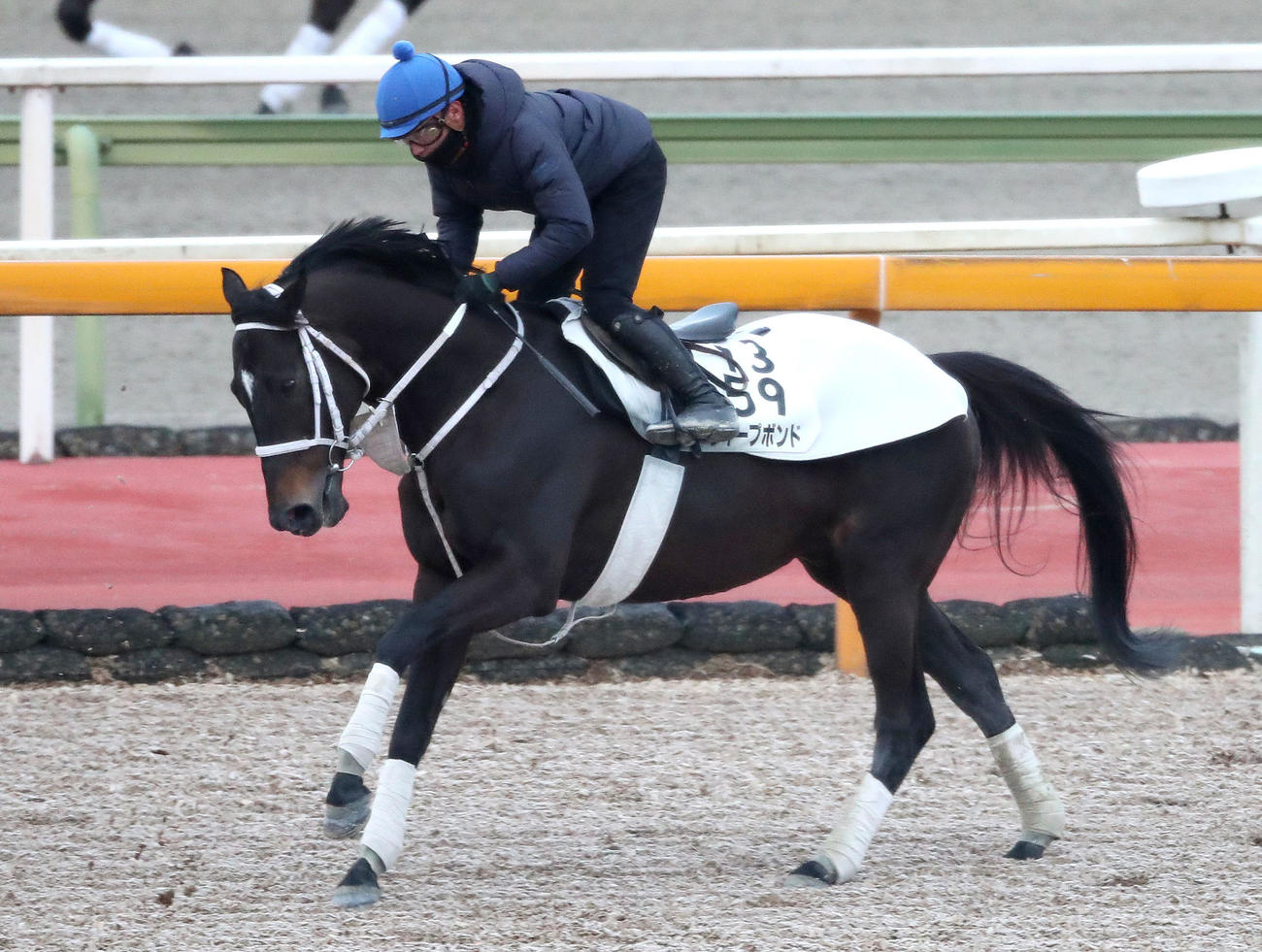 岩田望騎手を背に馬場入りするディープボンド（撮影・白石智彦）