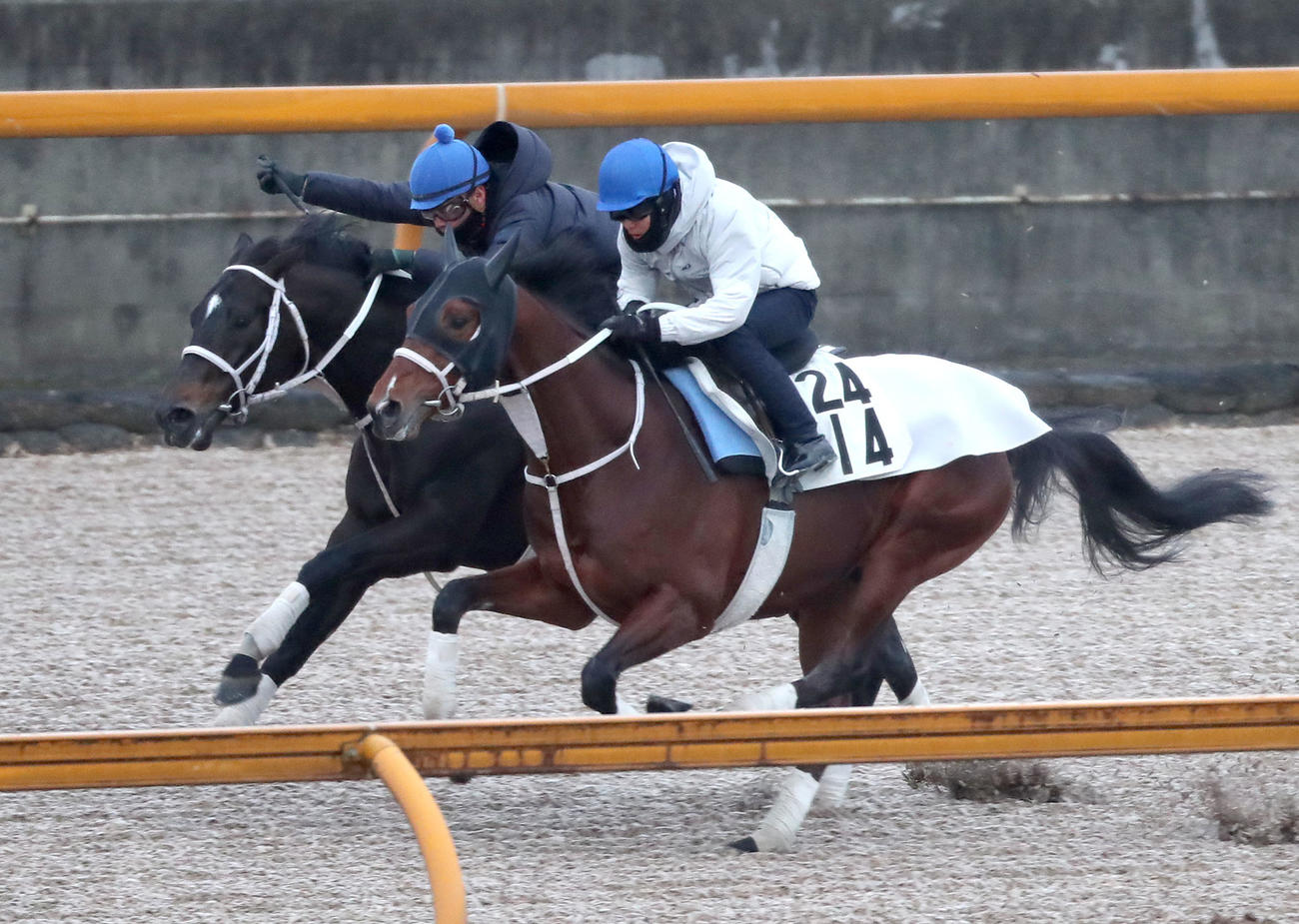 岩田望騎手を背にCウッドを併せ馬で追い切るディープボンド（左）（撮影・白石智彦）