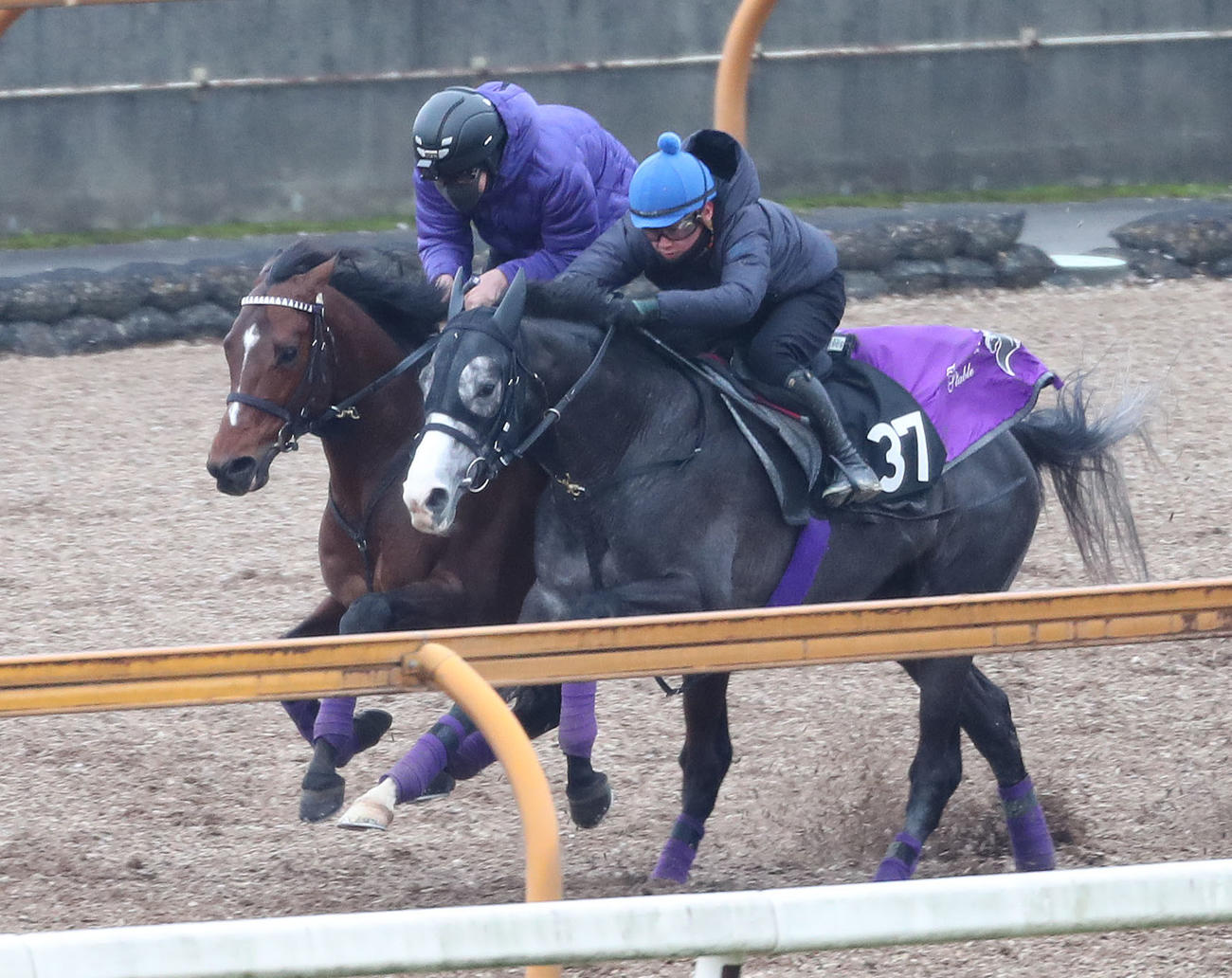 Cウッドを併せ馬で追い切るドウデュース（左）（撮影・白石智彦）