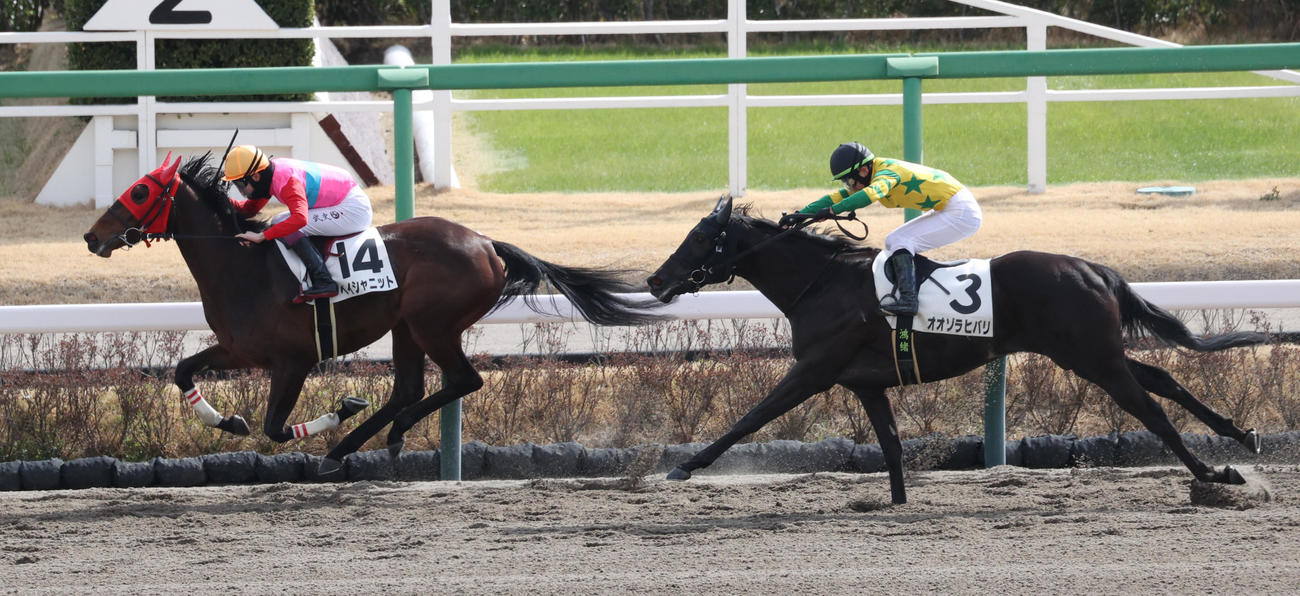 中山1R　1着ペイシャニット（左）、2着オオゾラヒバリ（撮影・柴田隆二）