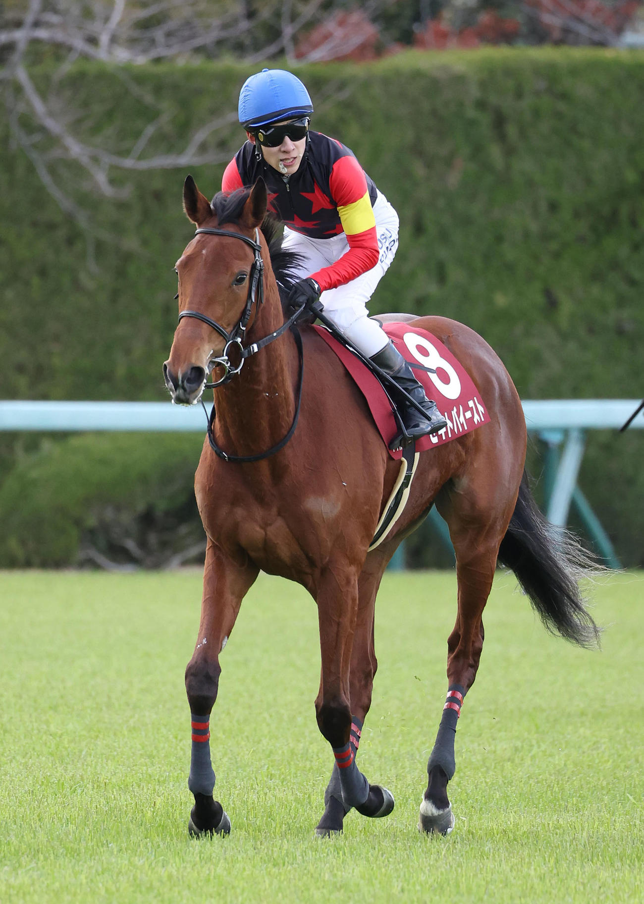 阪神11R、チューリップ賞で2着に入り桜花賞の優先出走権を獲得したセキトバイースト（撮影・白石智彦）