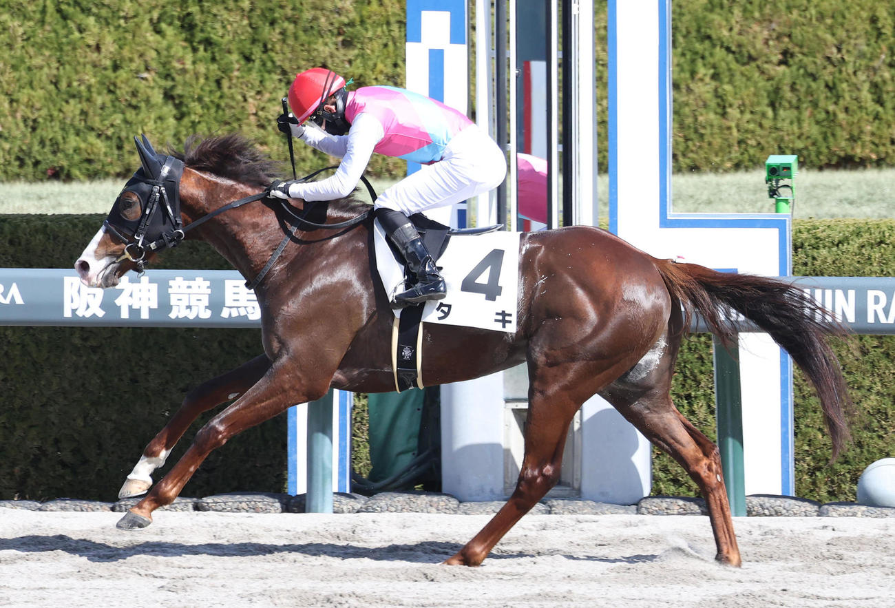 阪神2R、3歳未勝利を勝ち上がったタキ（撮影・白石智彦）