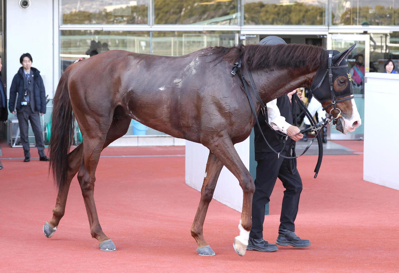 阪神2R、3歳未勝利を勝ち上がったタキ（撮影・白石智彦）