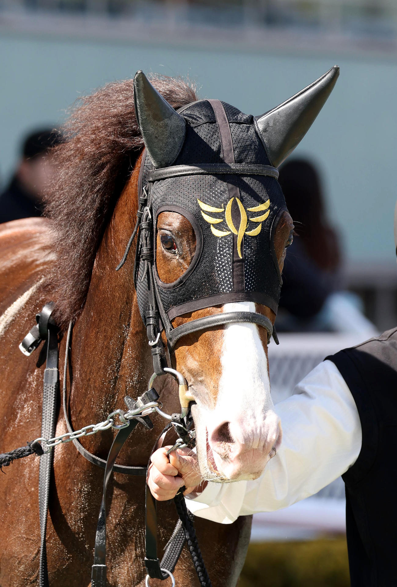 阪神2R、3歳未勝利を勝ち上がったタキ（撮影・白石智彦）
