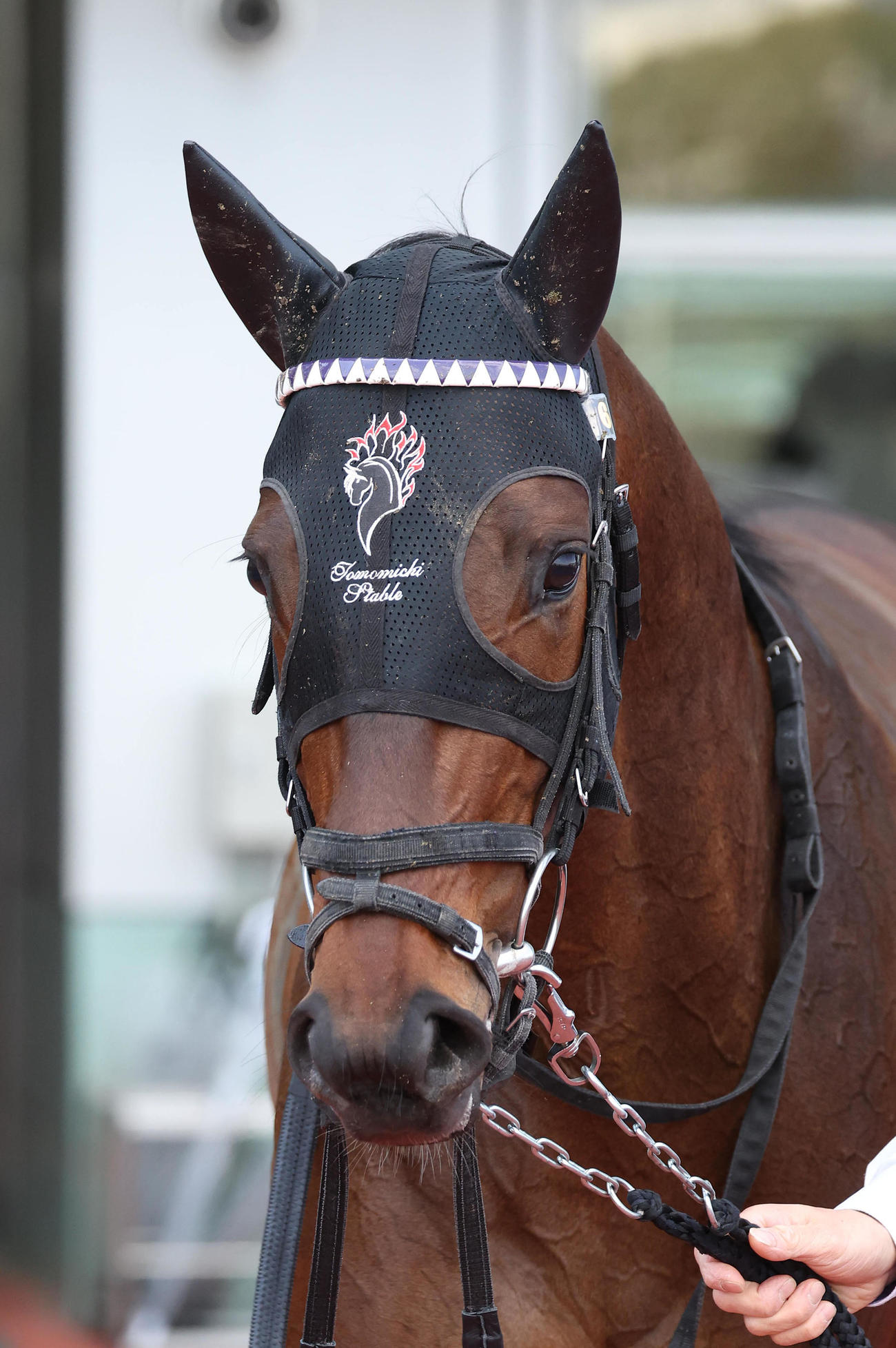 阪神4R、3歳未勝利を快勝したジュンヴァンケット（撮影・白石智彦）