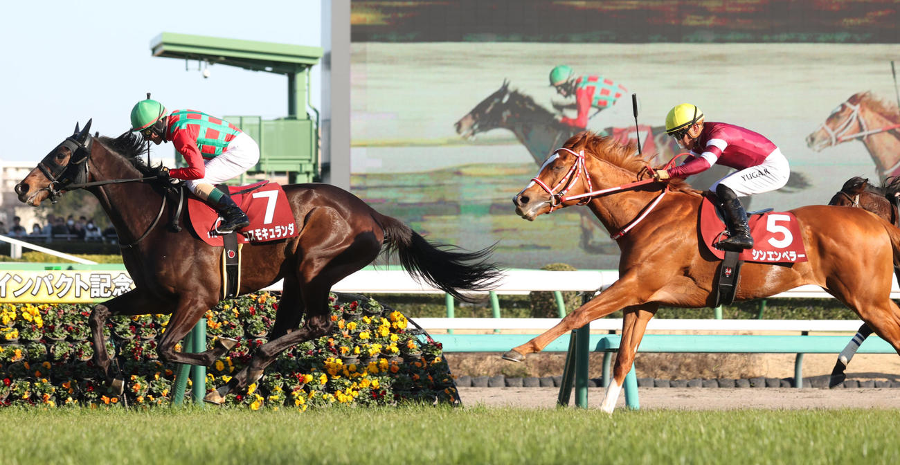 弥生賞2着に敗れたシンエンペラー（右）。左は勝ったコスモキュランダ（撮影・柴田隆二）