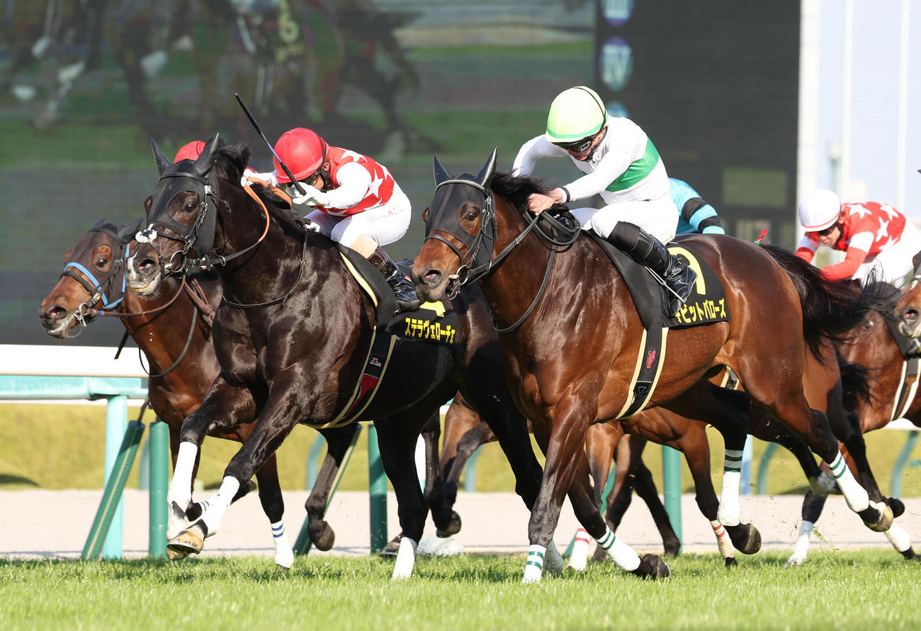 阪神11R、デビッドバローズ（右）との競り合いを制して大阪城Sを勝利したステラヴェローチェ（撮影・白石智彦）