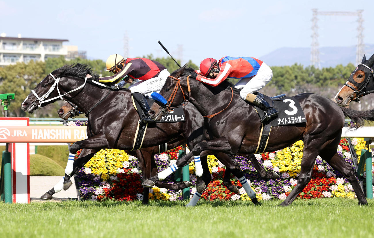 阪神8R、ゴール前の接戦を制してアルメリア賞を勝利したギャンブルルーム（左）（撮影・白石智彦）