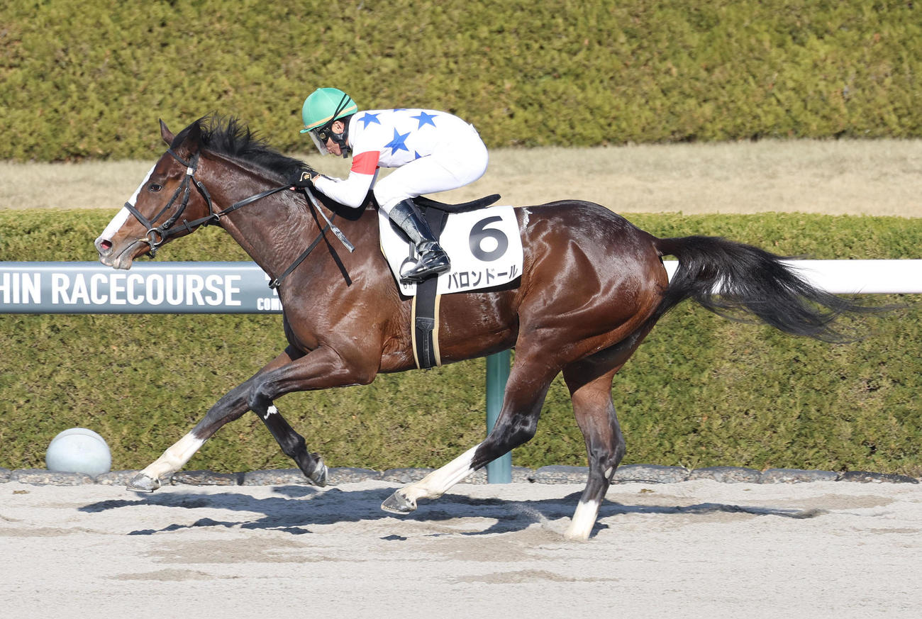 2歳1勝クラスを制したバロンドール（2023年12月28日撮影）