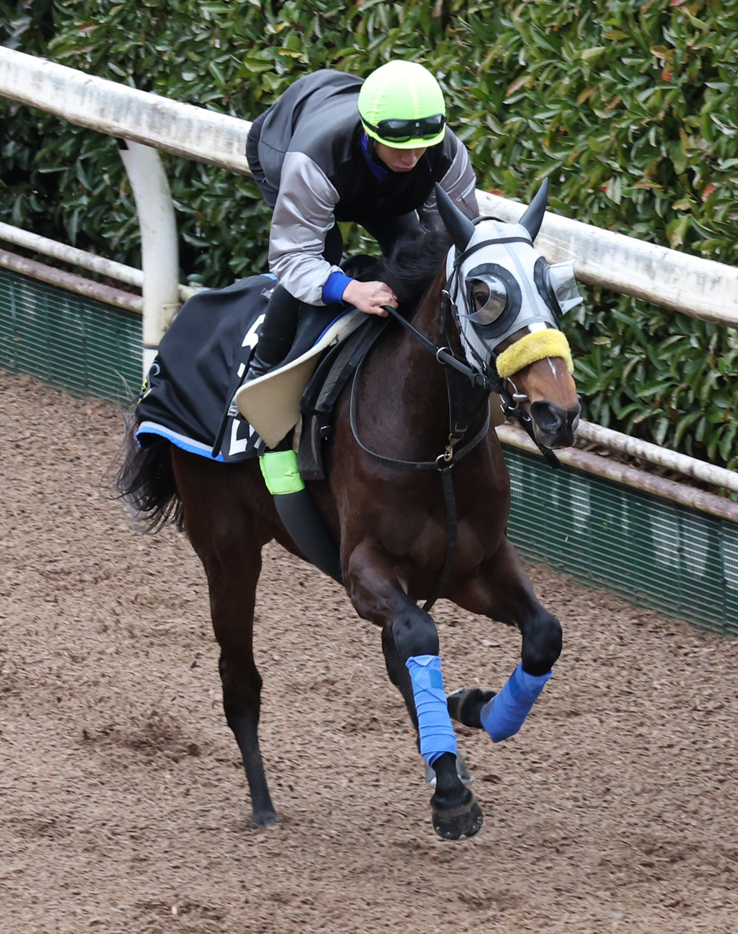 吉村騎手を背に坂路で追い切るシュシュトディエス