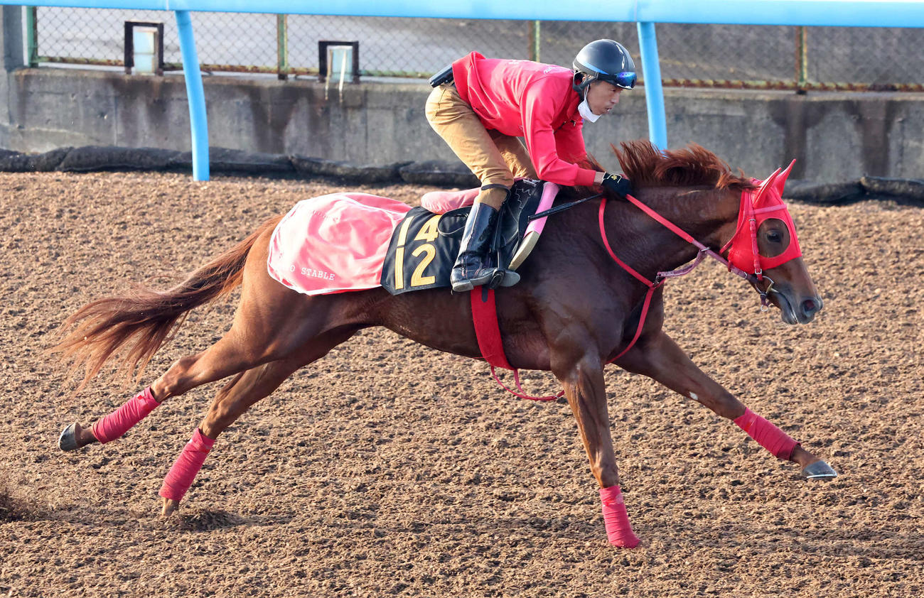 ラヴスコールは美浦ウッドを単走で追い切られた（2023年10月25日撮影）