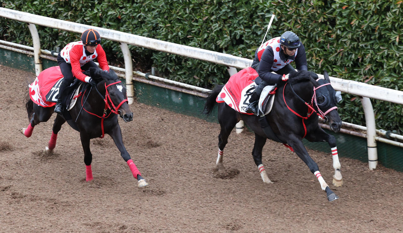 坂路にて併せ馬で追い切るヤマニンサルバム（右）