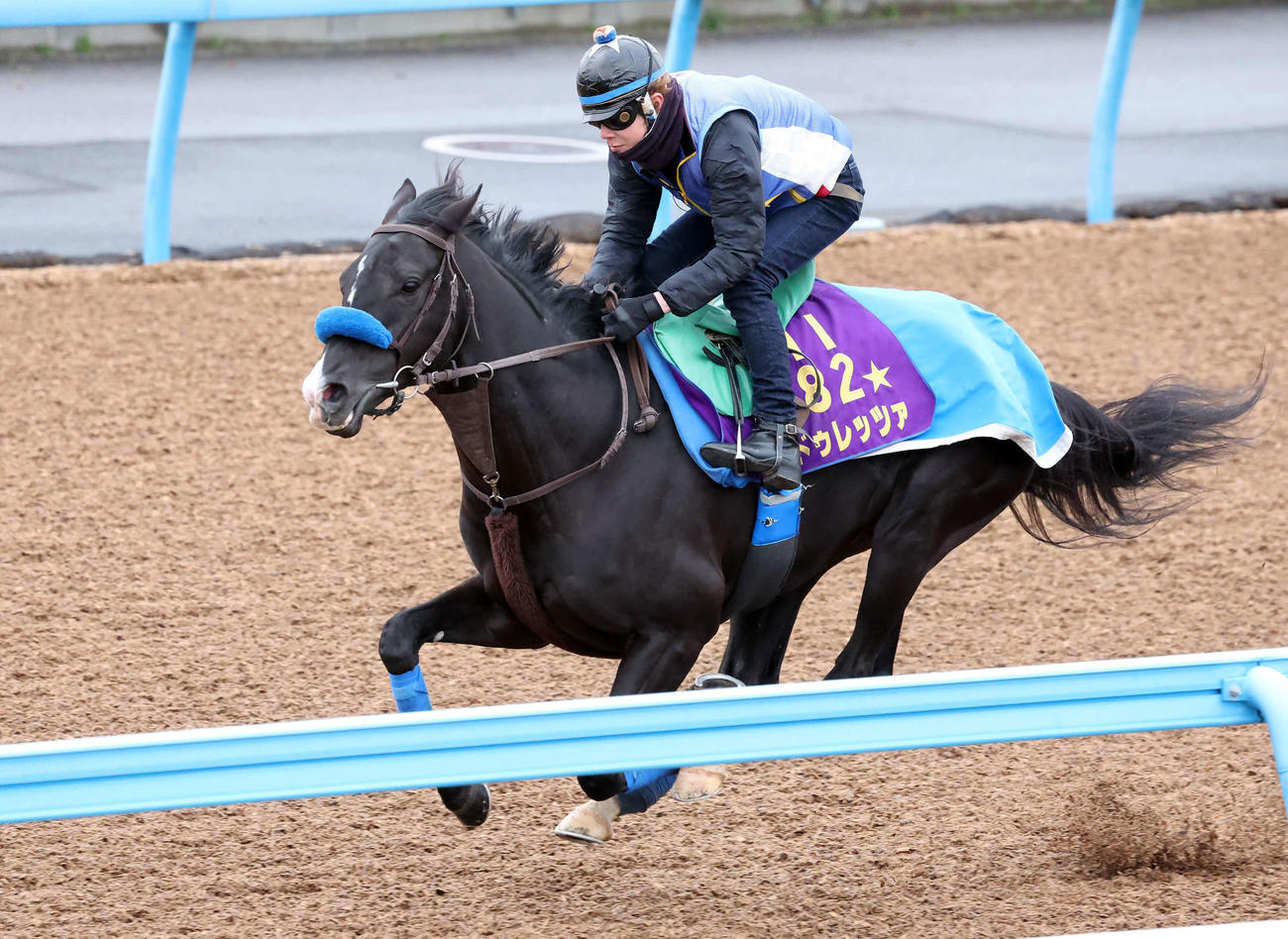 ドゥレッツァは美浦ウッドを単走で追い切られた（撮影・丹羽敏通）