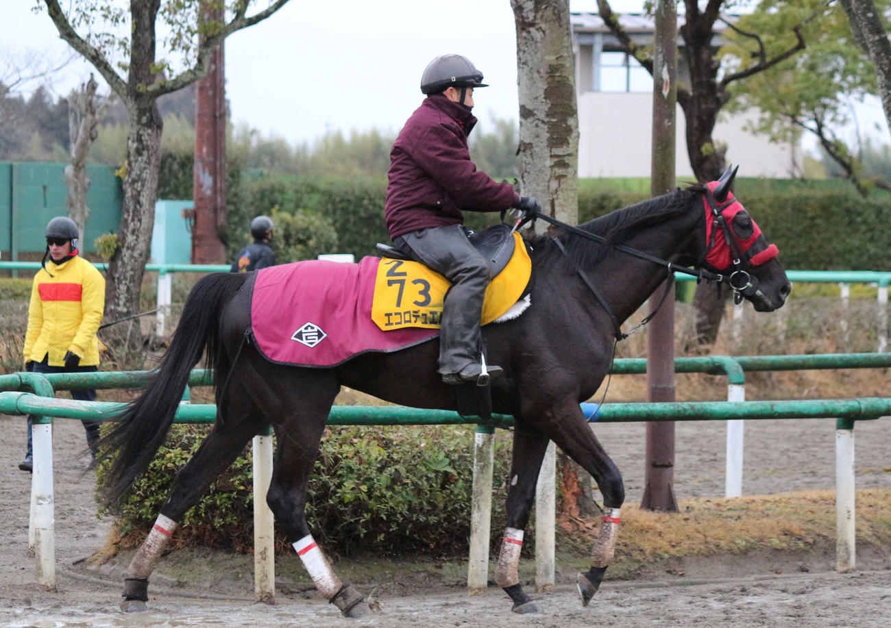 水曜朝、阪神スプリングJへ向けた追い切りを終えたエコロデュエル