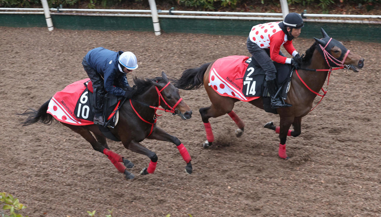 3月6日、坂路にて併せ馬で追い切るセシリエプラージュ（左）