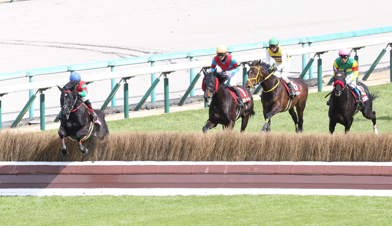 最終障害を飛越する阪神スプリングJを制したマイネルグロン（左）（撮影・白石智彦）