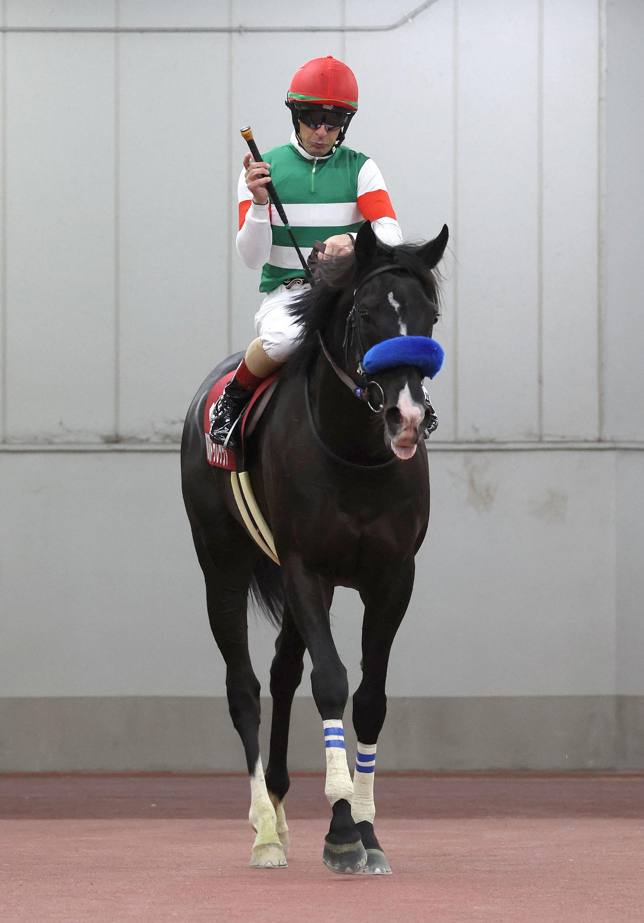 金鯱賞、2着に敗れた1番人気のドゥレッツァ（撮影・白石智彦）