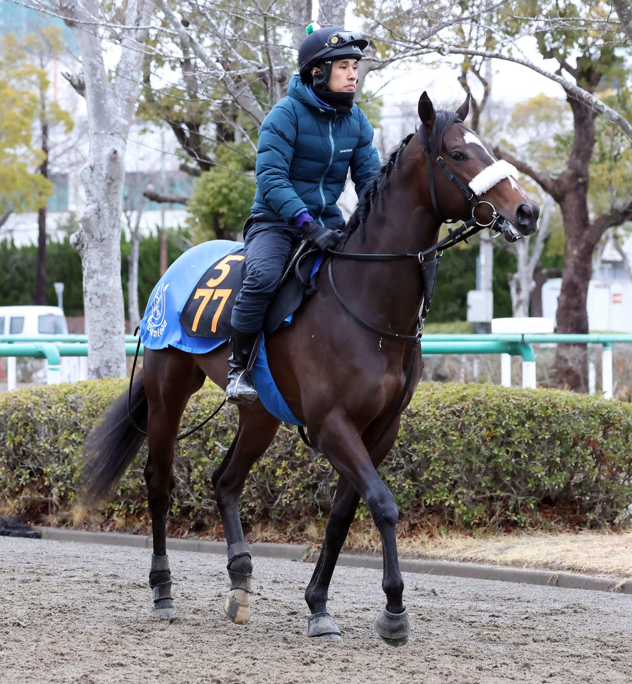 馬場へ向かうシックスペンス（2024年3月6日撮影）