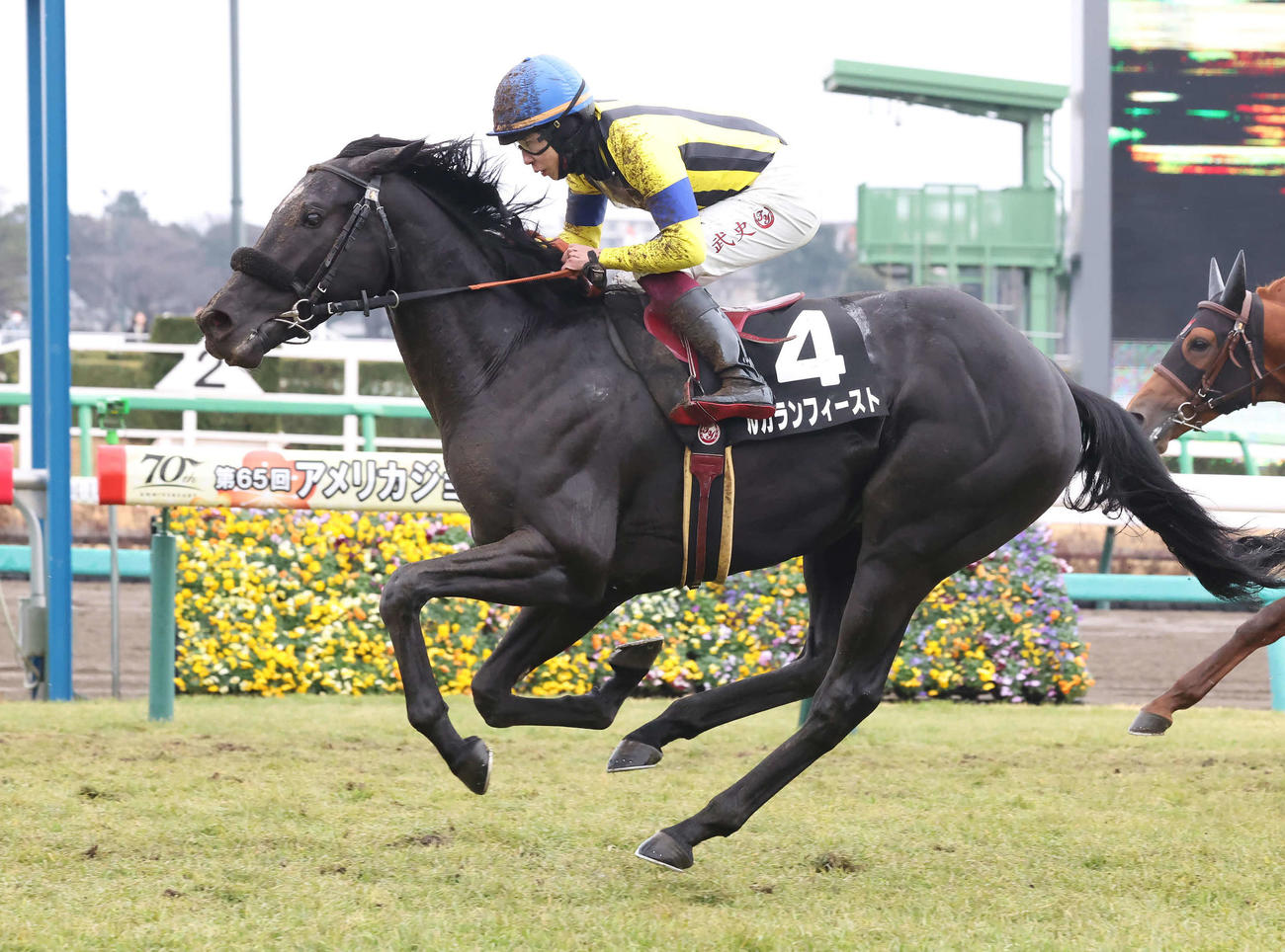 若竹賞を制したルカランフィースト（2024年1月撮影）
