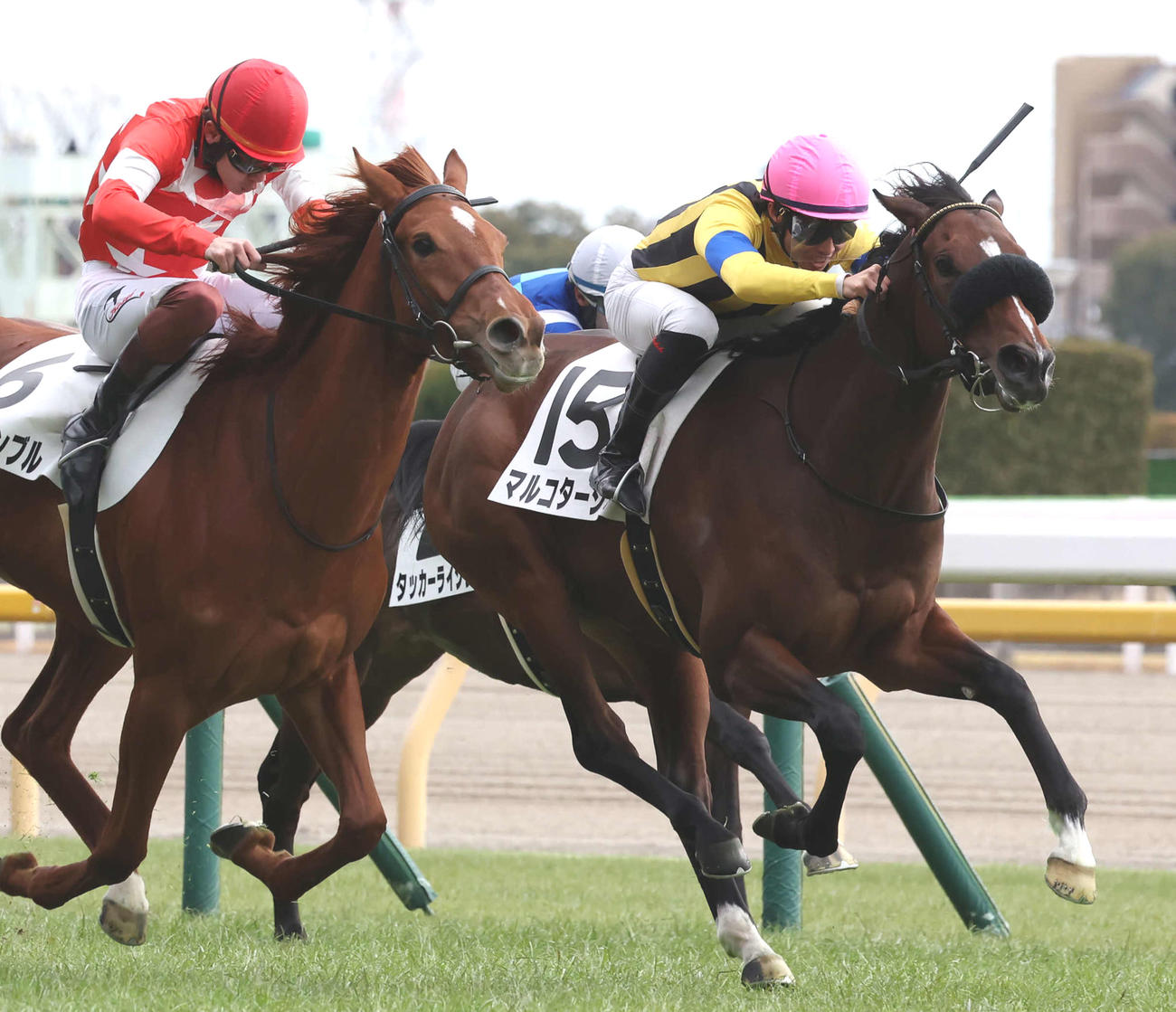 1月28日、新馬戦を制したマルコタージュと杉原騎手（右）