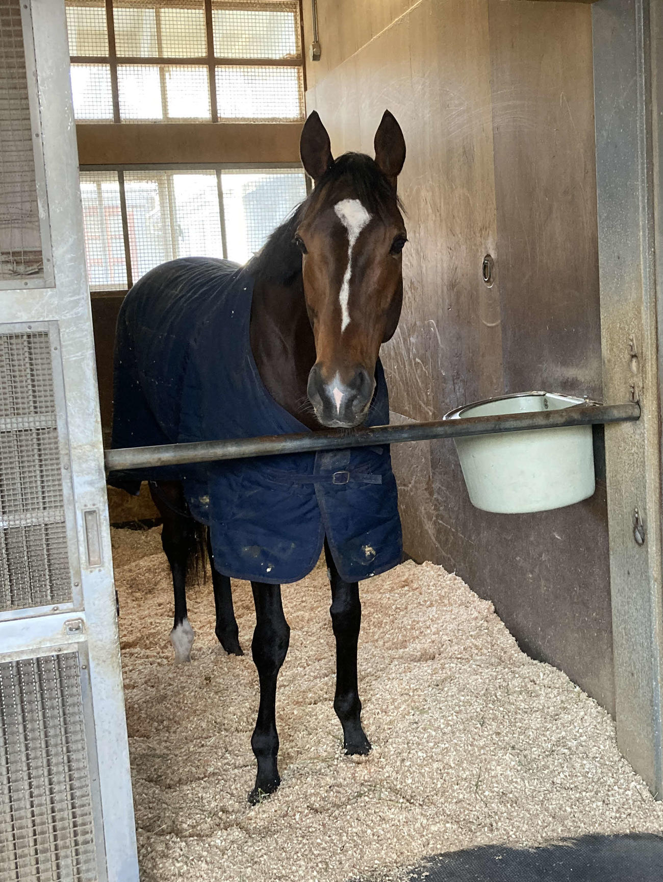馬房から顔を出すテーオーロイヤル（撮影・太田尚樹）
